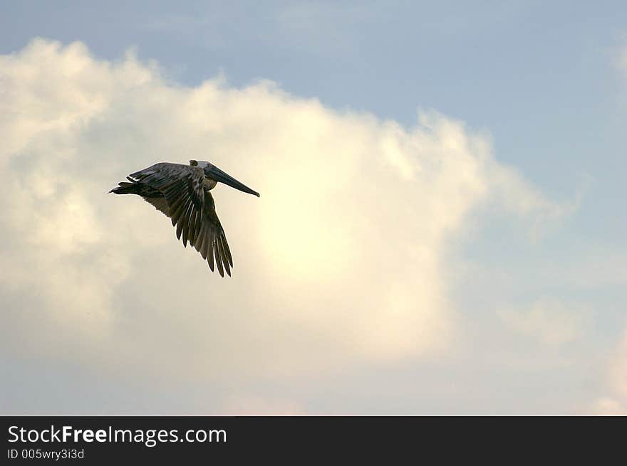 Pelican In Flight