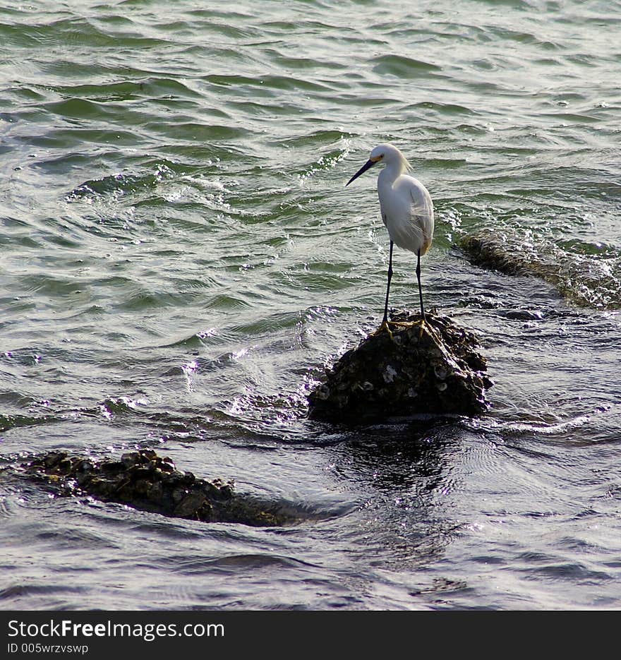 Taken at Fishing Pier, Ft. Desoto State Park, St. Petersburg FL. Taken at Fishing Pier, Ft. Desoto State Park, St. Petersburg FL