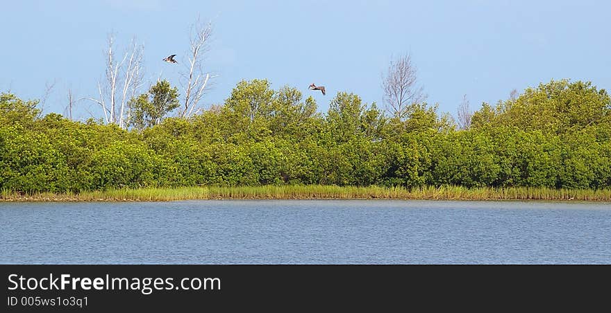 Incoming Pelicans