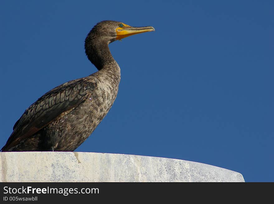 Cormorant at Rest