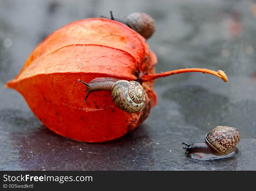 Strolling snails in a garden after the rain