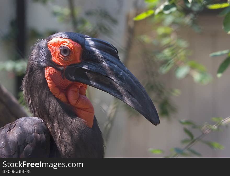 African hornbill