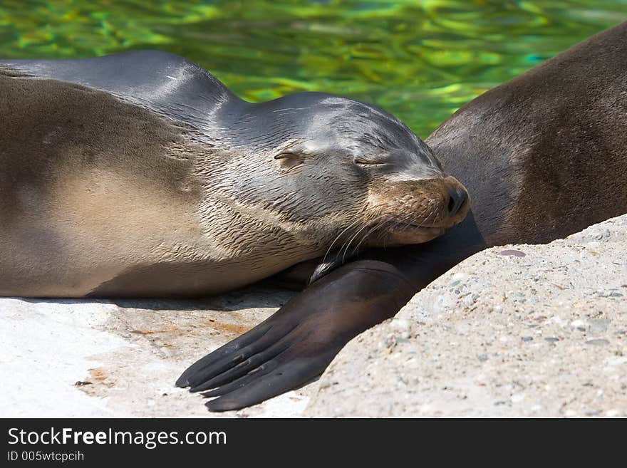 Sleeping sealion