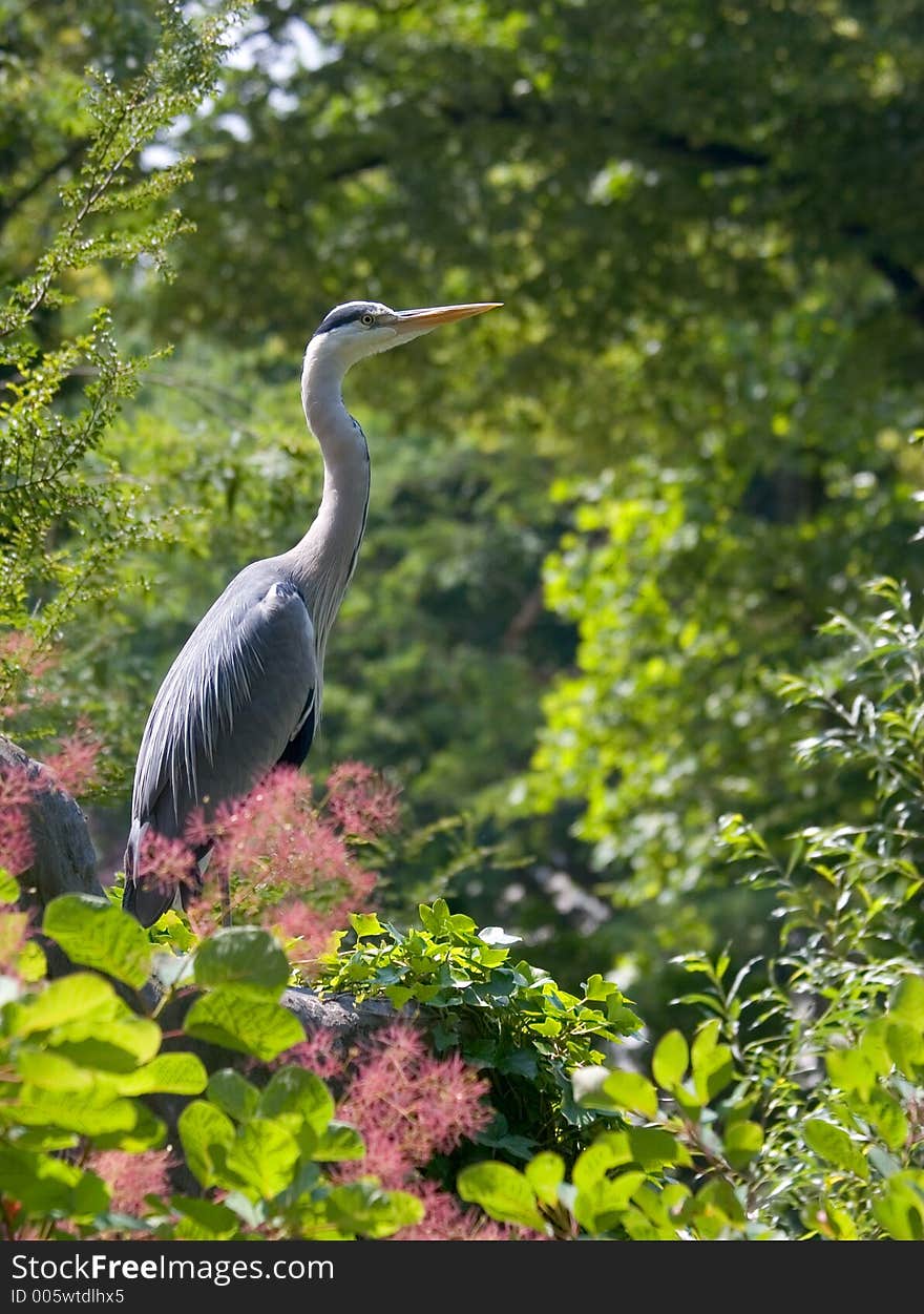 Heron in the green