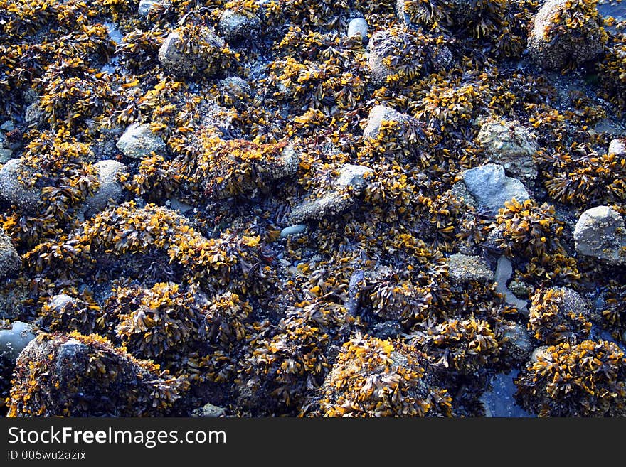 Stones and seaweed