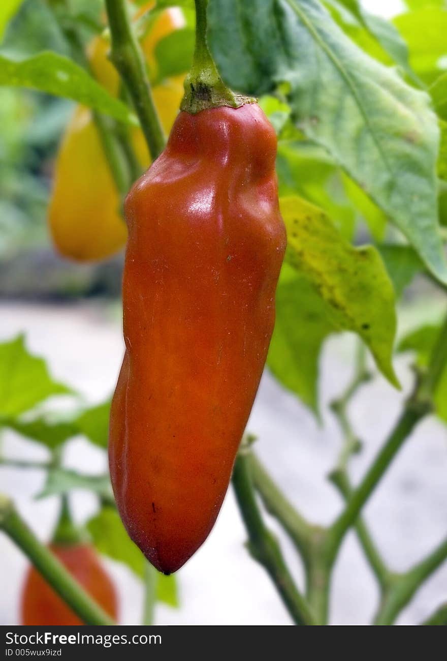 Chilli pepper in the garden. Chilli pepper in the garden