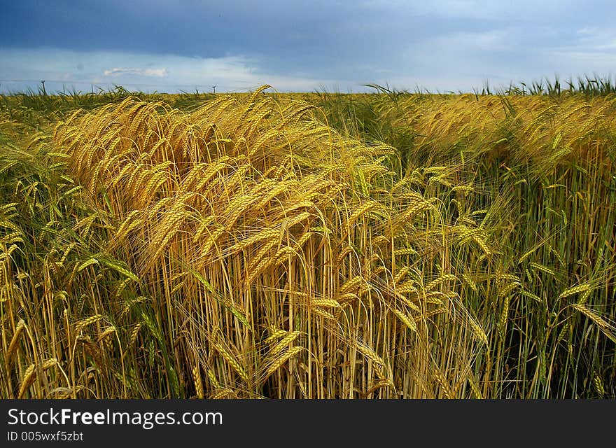 Wheatfield