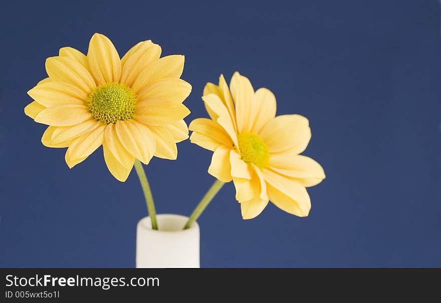 A pair of yellow daisies in a white vase against a blue background. A pair of yellow daisies in a white vase against a blue background