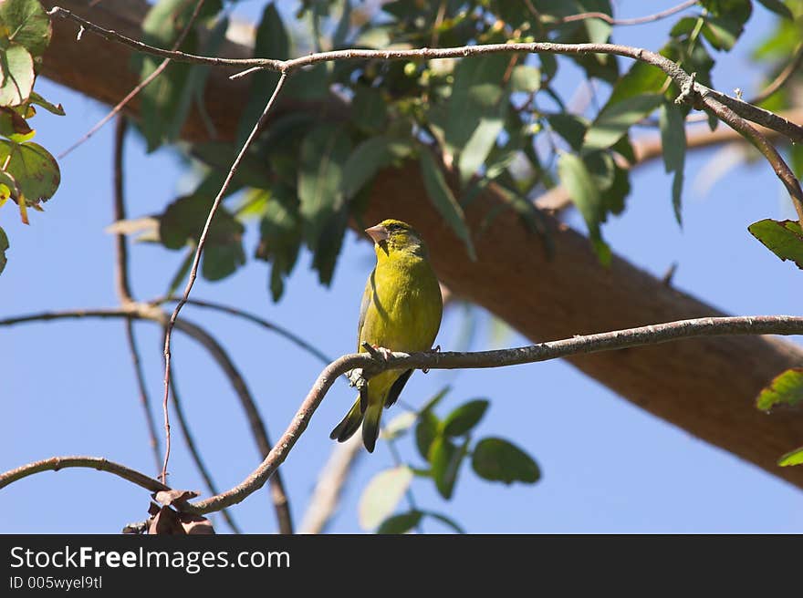 Greenfinch On Bough Of Tree