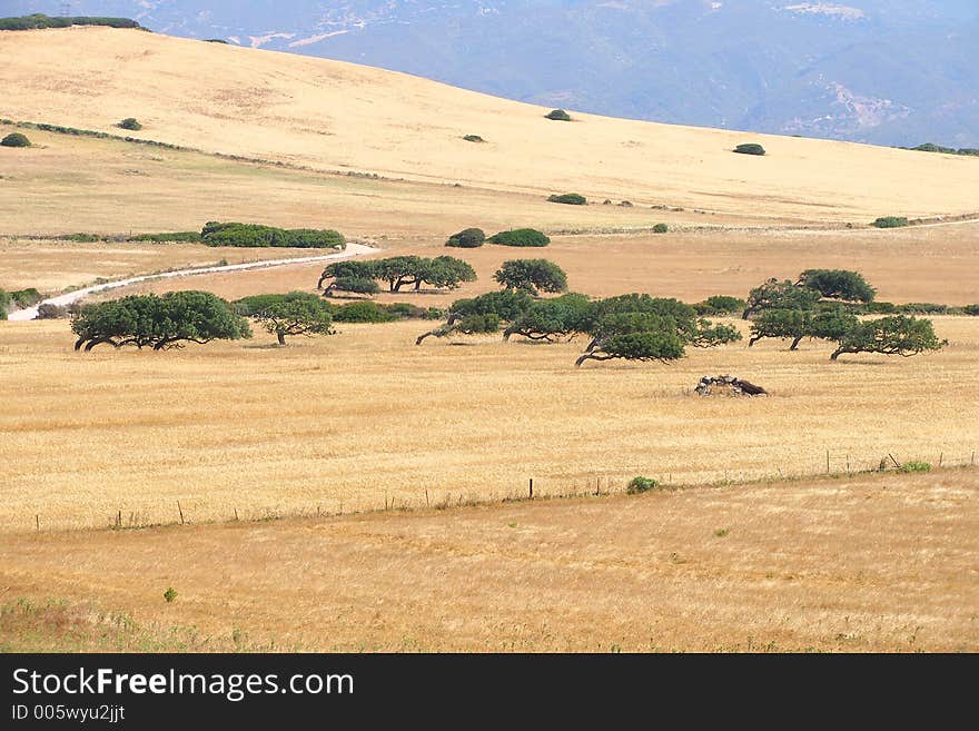 Cork tree under the wind. Cork tree under the wind