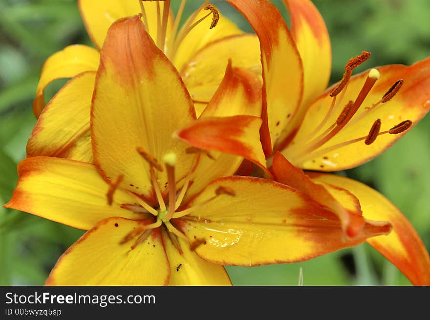 Yellow Flowers