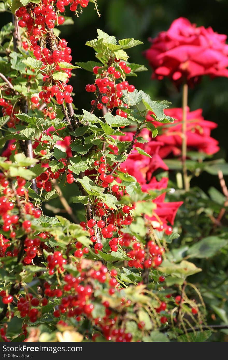 Bunch of redcurrants with red roses in background