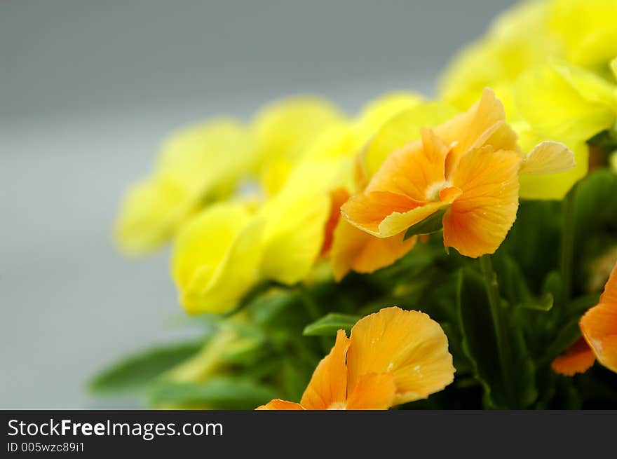 Small flowers