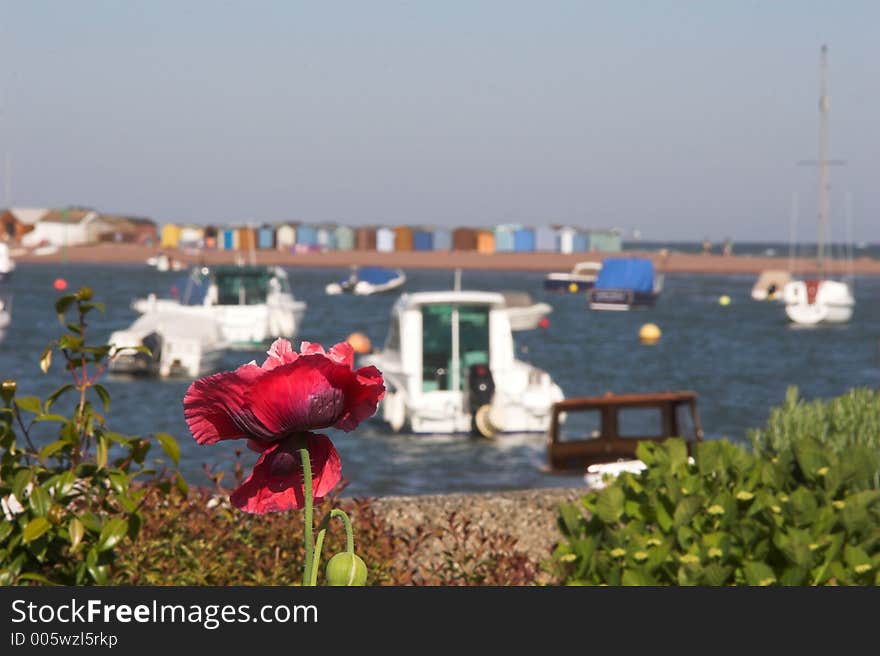 Poppy with sea and beach huts