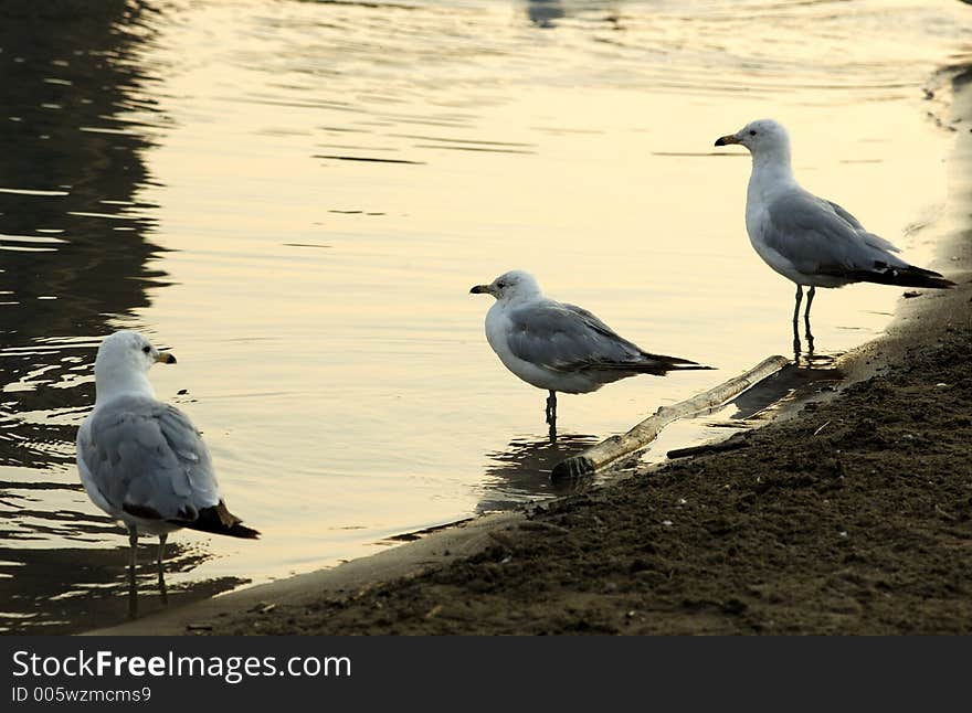 Three gulls