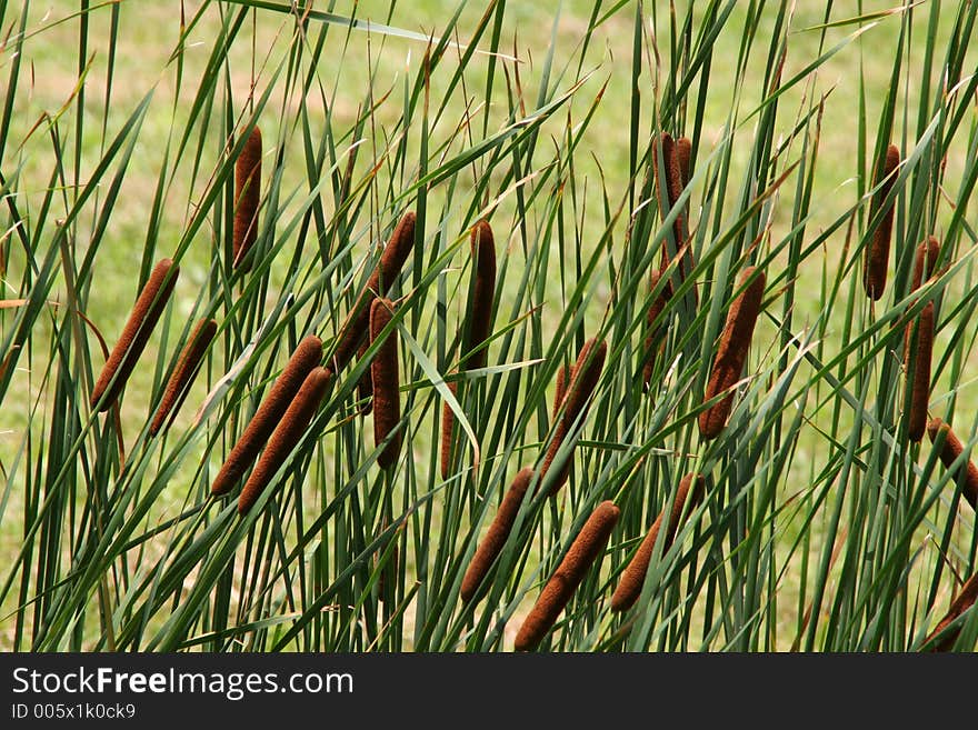 Cat tails at a swamp in black water, virginia