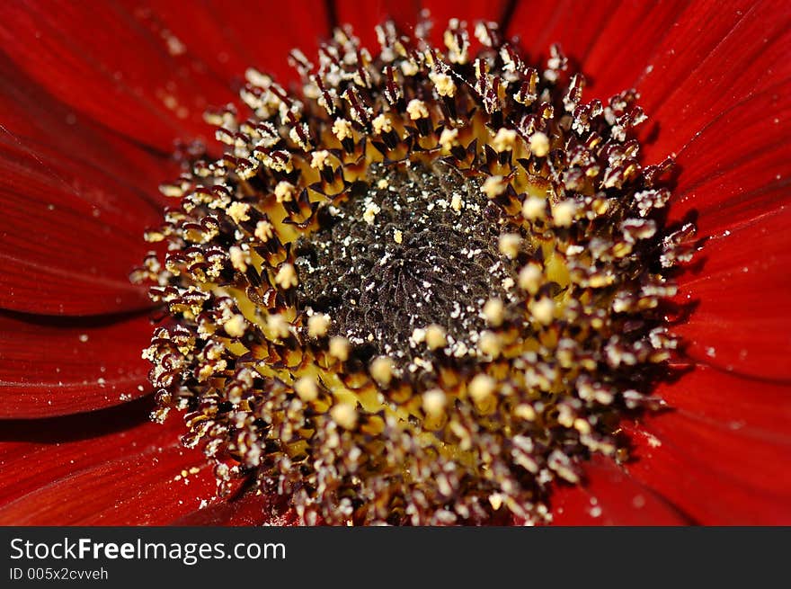 Close-up in Gerbera Ruby Red