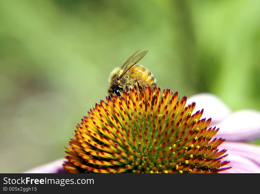 Bee