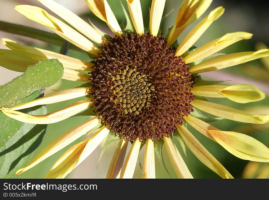 From a italina sunflower. From a italina sunflower