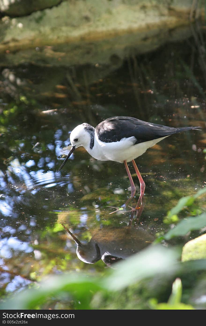 Bird in the Water