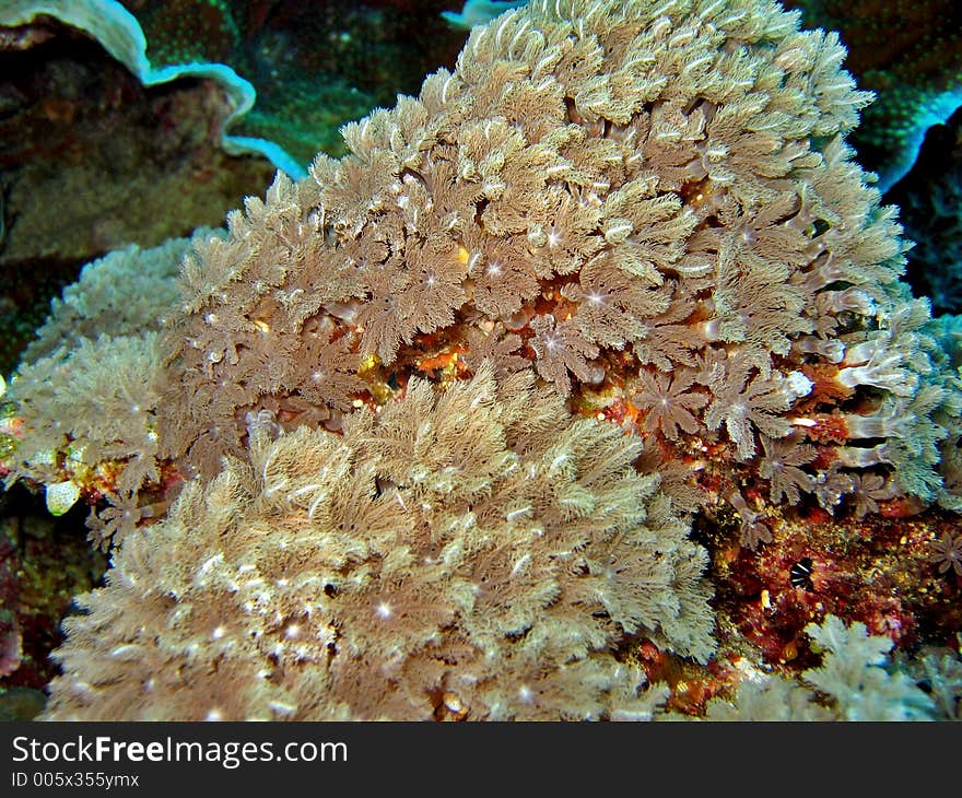 Detail Of Soft Coral