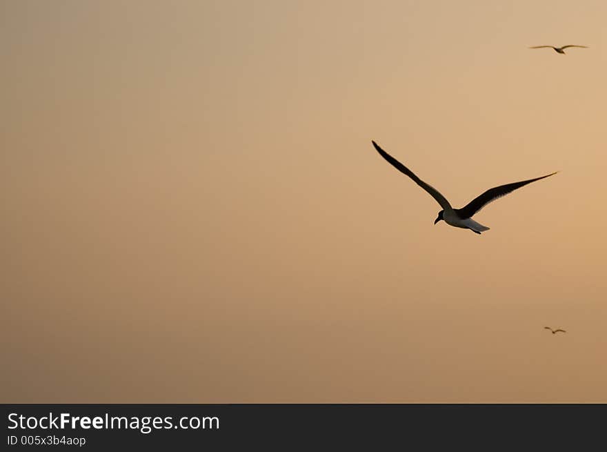 Seagull flying at sunset with copy space on left. Seagull flying at sunset with copy space on left