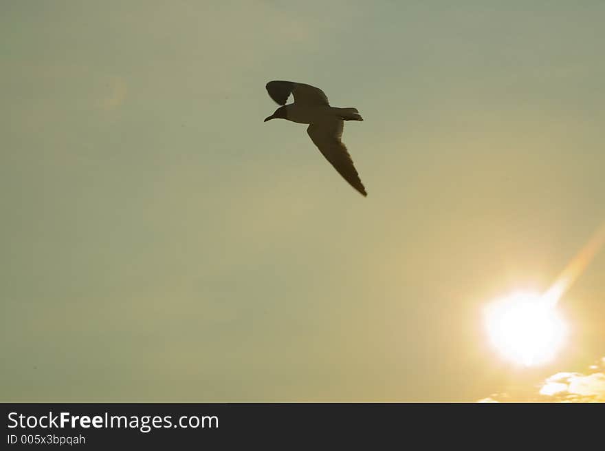 Seagull flying near evening sun with copyspace on left. Seagull flying near evening sun with copyspace on left