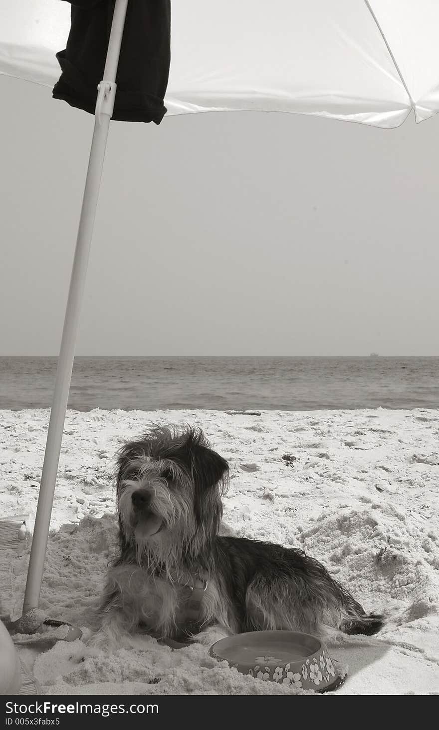 Dog on beach under beach umbrella