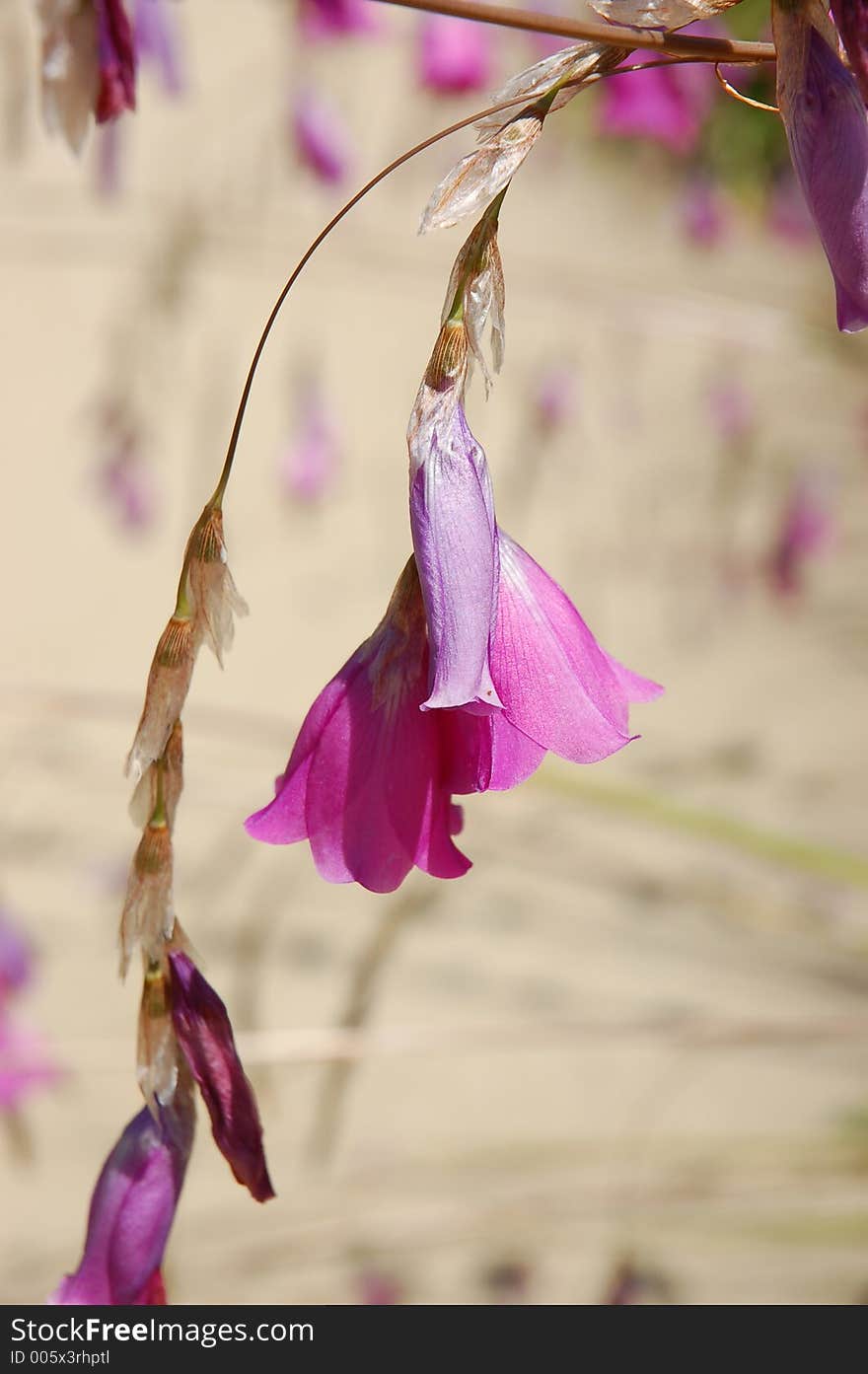 From a flower