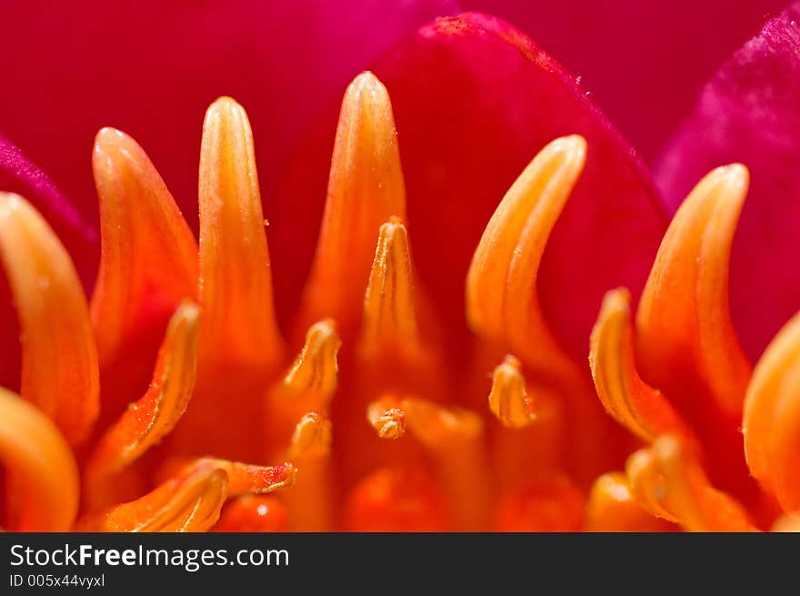 Waterlily Closeup