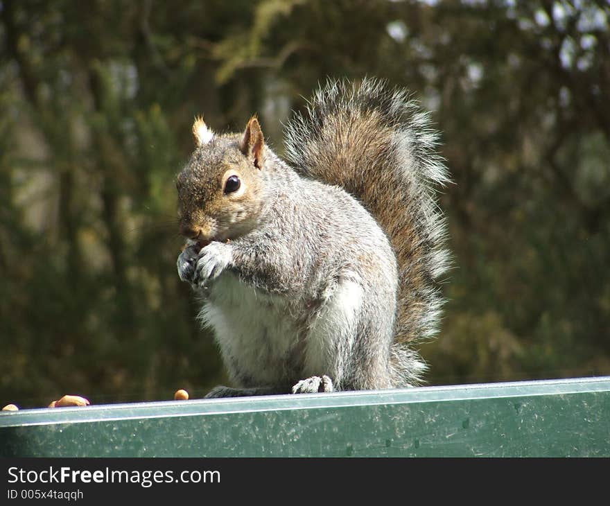 Grey Squirrel