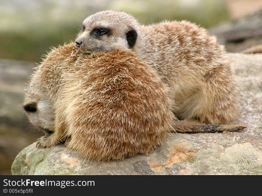 A sleepy meerkat using his friend as a pillow!. A sleepy meerkat using his friend as a pillow!