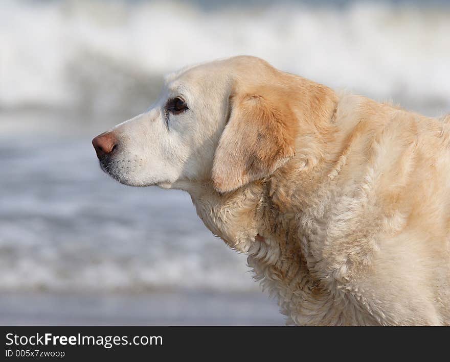 Yellow labrador retriever