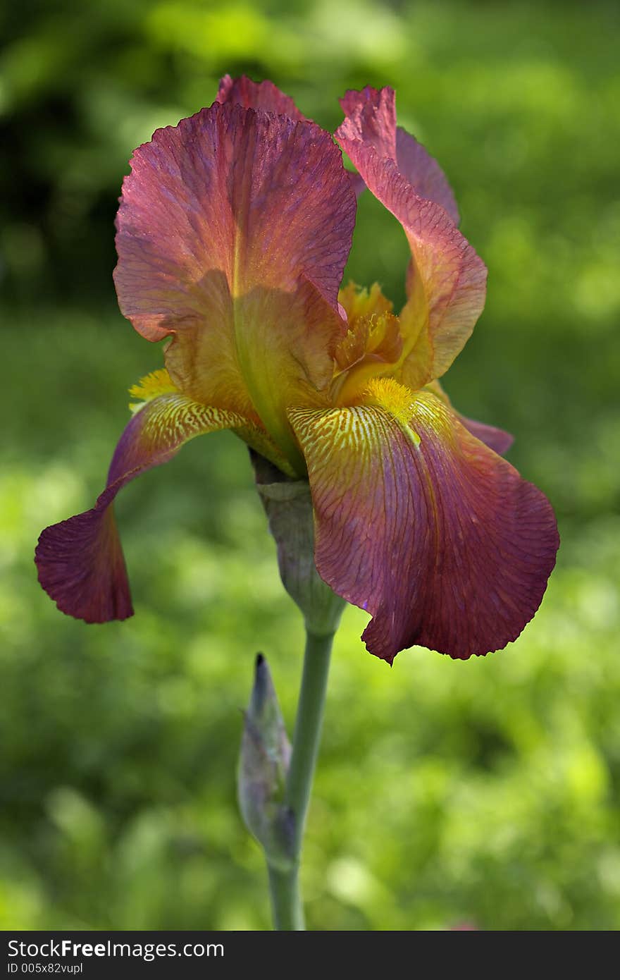 Iris.