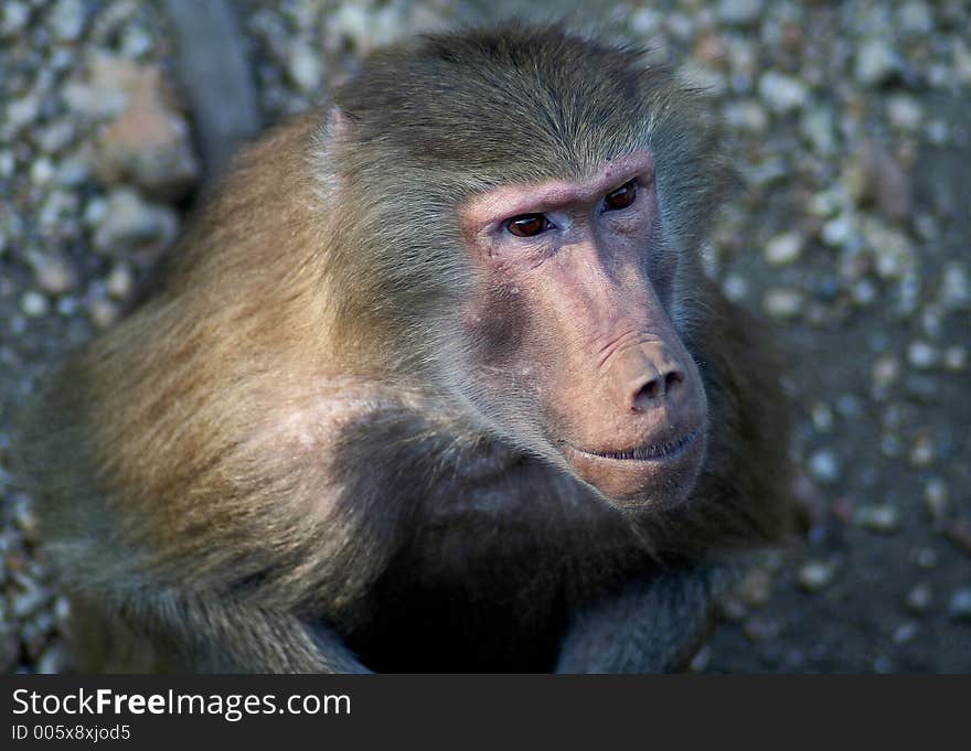 Baboon