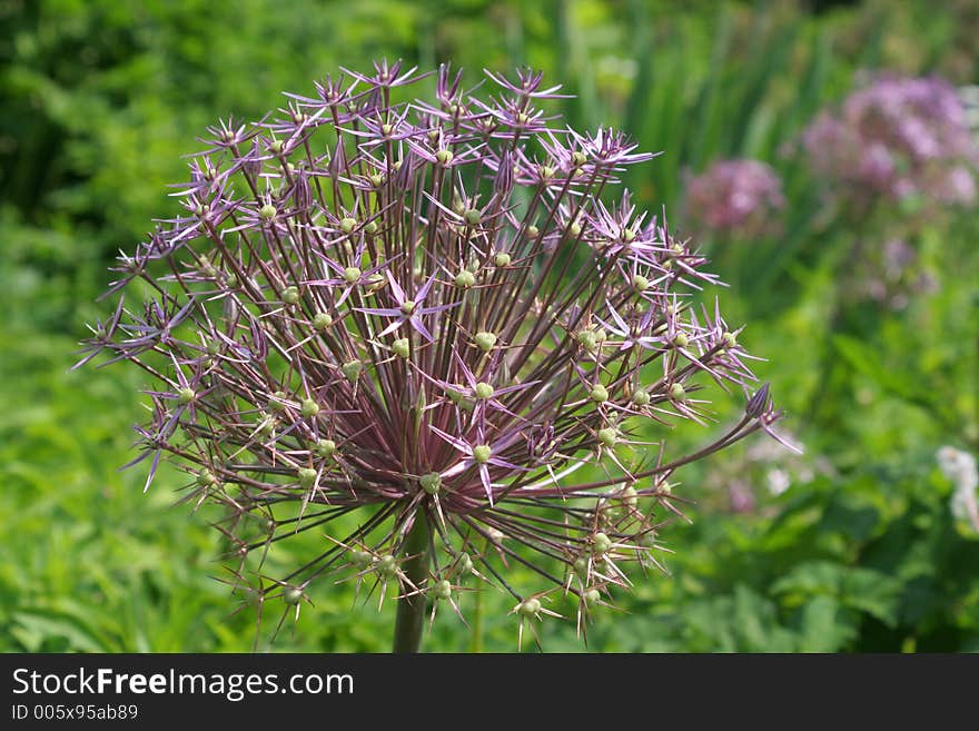 Flowers in an English country garden. Flowers in an English country garden