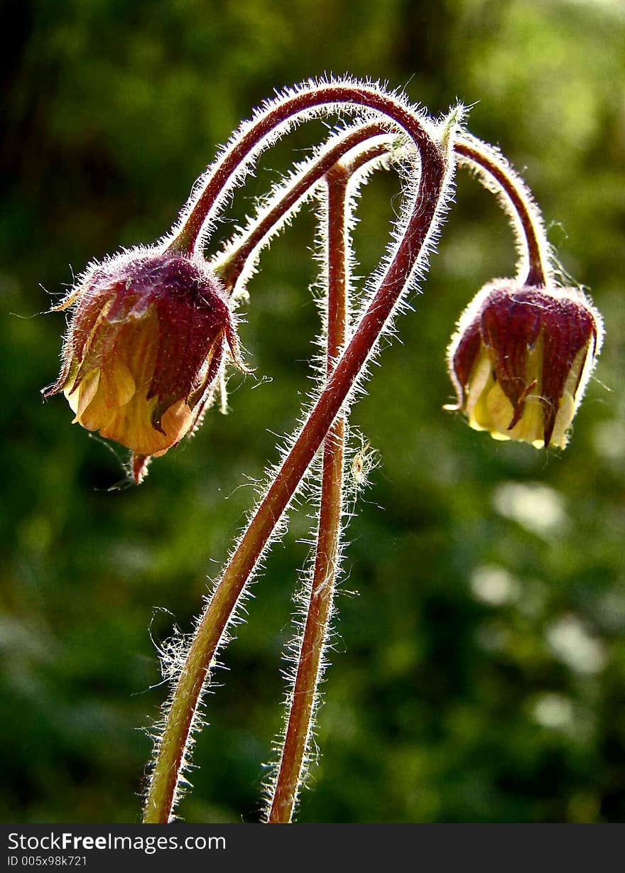 In the evening light