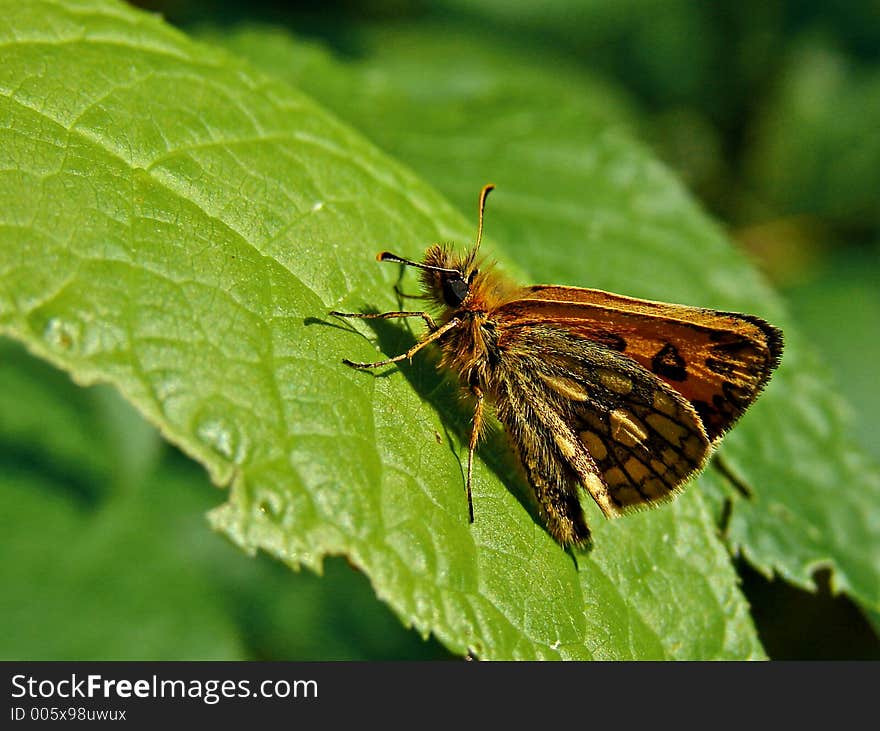 Fluffy butterfly. Fluffy butterfly