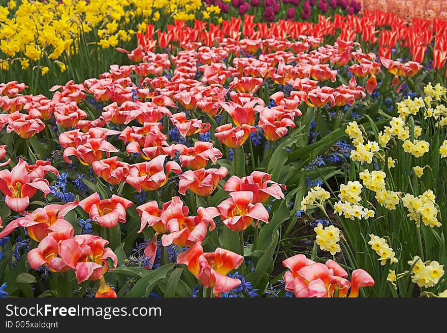 Multicolored flower-bed of tulips and narcissi