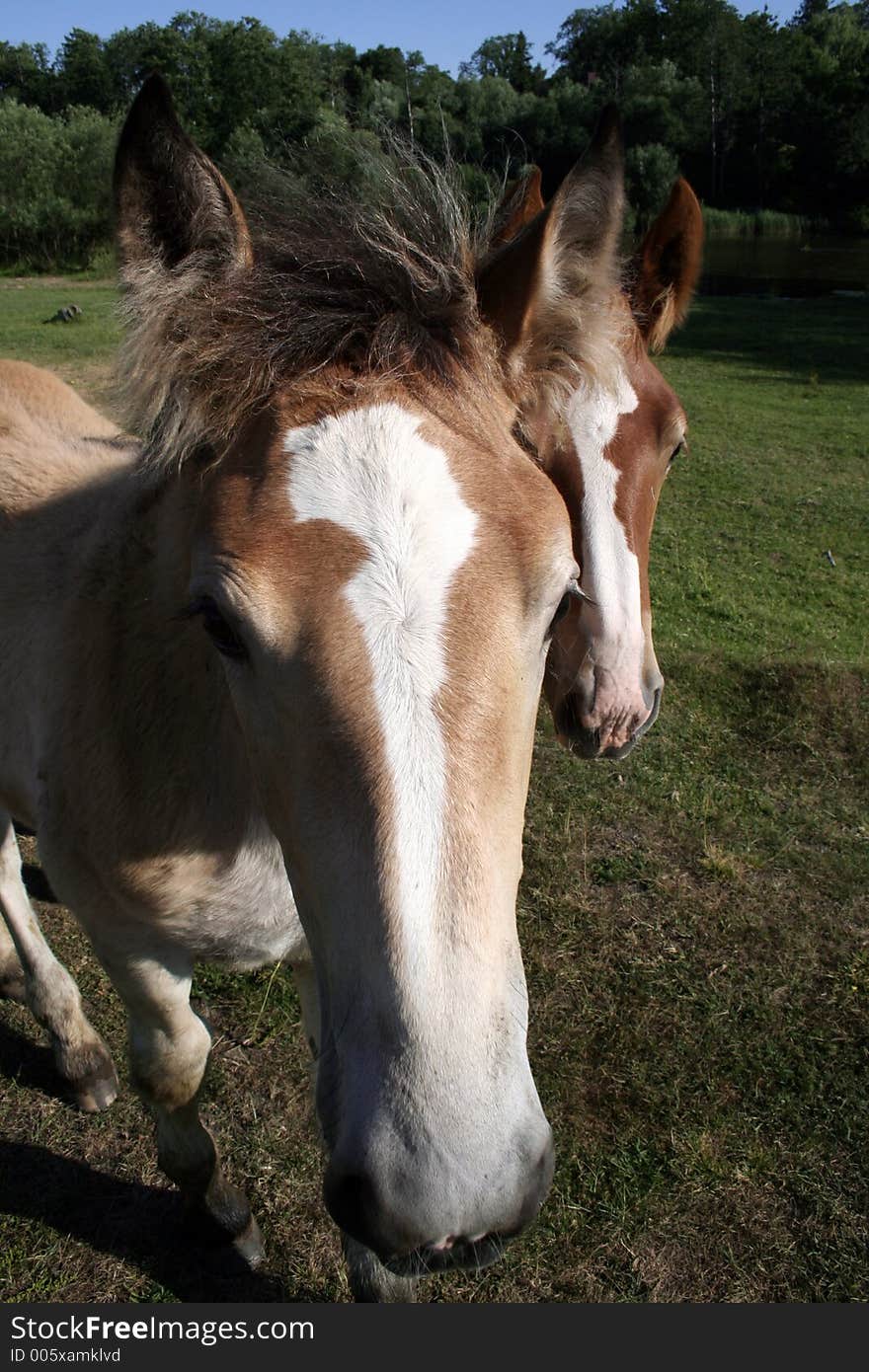 Young horse portrait