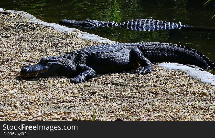 Aligators In The Sun