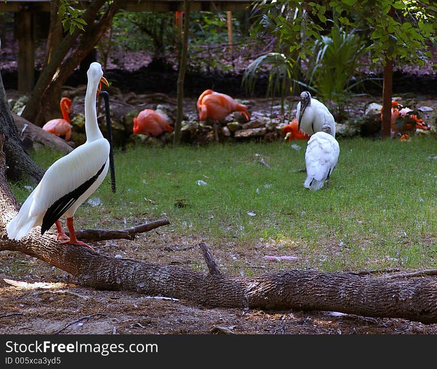 The Storks Are Here!!