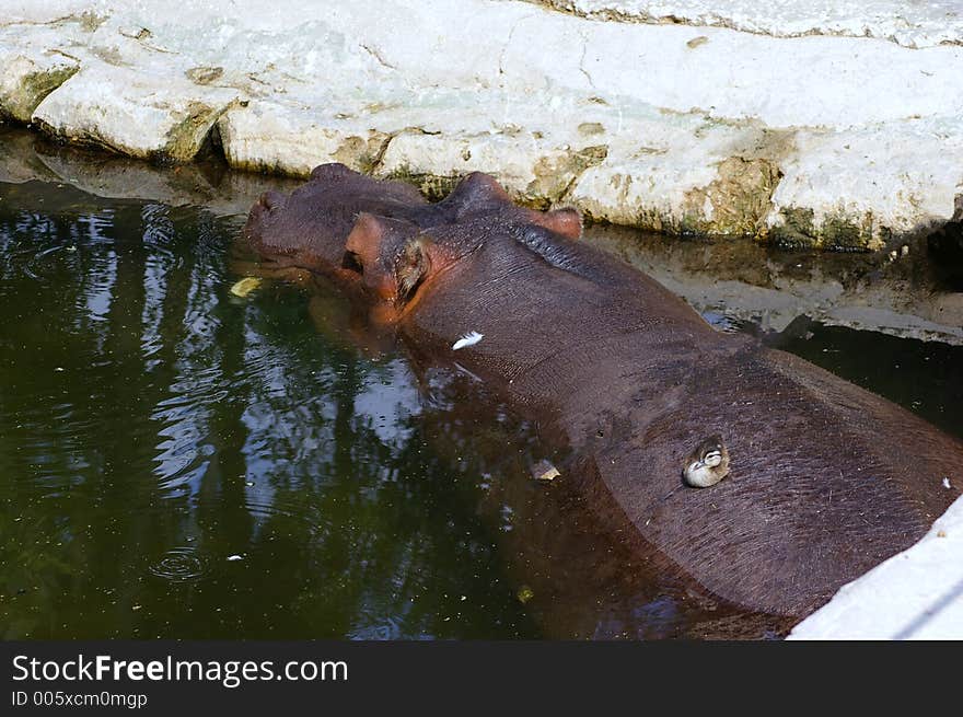 The Hippo's Name is LU. She appeard in a couple of Tarzan Movies. You can see her at Homosassa Springs State Park, Homosassa Springs FL. The Hippo's Name is LU. She appeard in a couple of Tarzan Movies. You can see her at Homosassa Springs State Park, Homosassa Springs FL