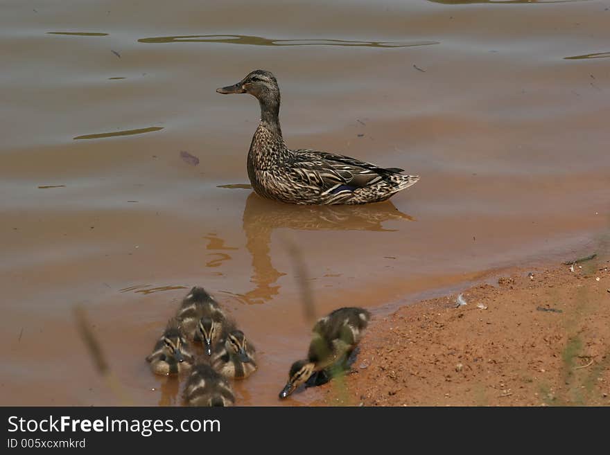 Brown Duck