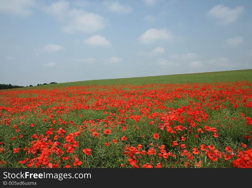 A gorgeous poppy field. A gorgeous poppy field