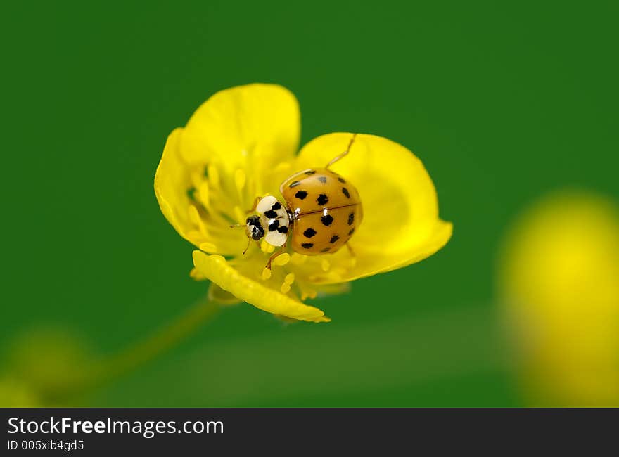 Ladybug