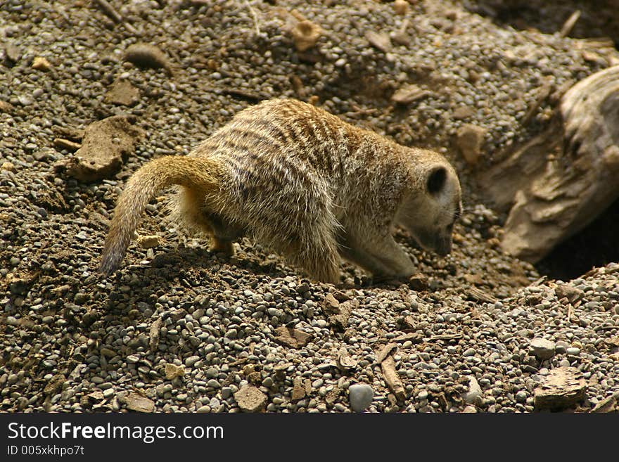 A meerkat digging a burrow. A meerkat digging a burrow