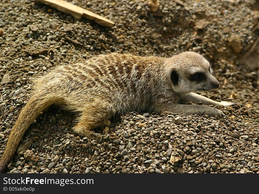 A meerkat laying low. A meerkat laying low