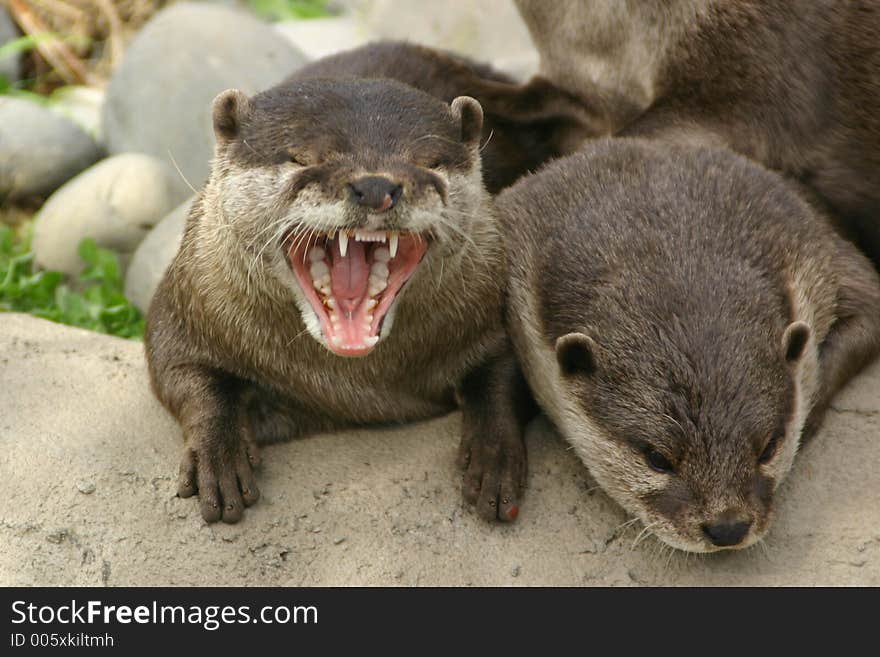 Yawning Otter