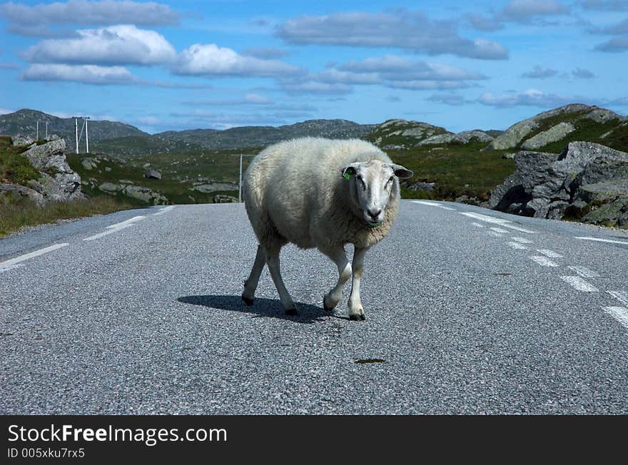 Sheep walking across idyllic country road. Sheep walking across idyllic country road